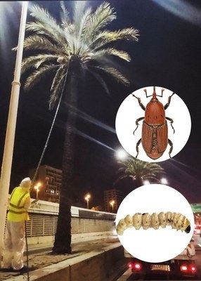 Avís de tractament fitosanitari
