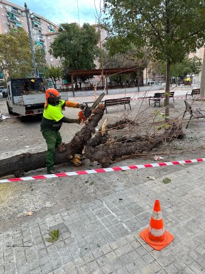 Comunicat sobre la plaga de la vespa barrinadora de les moreres a Sant Adrià de Besòs